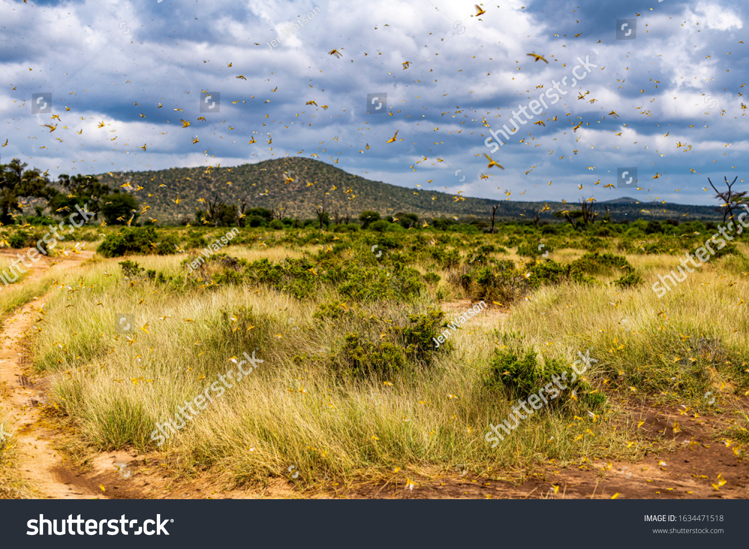 Samburu landscape viewed through swarm of invasive, destructive Desert Locusts. This flying pest is difficult to control and spreads quickly, up to 150km (90 miles) per day. Schistocerca gregaria #1634471518