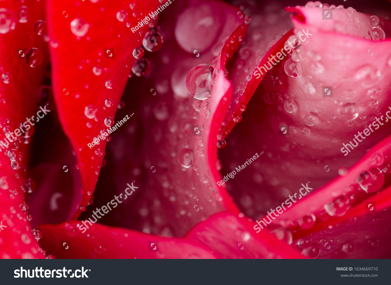 close up of red rose with water drop details, open petals and petal detail #1634669710