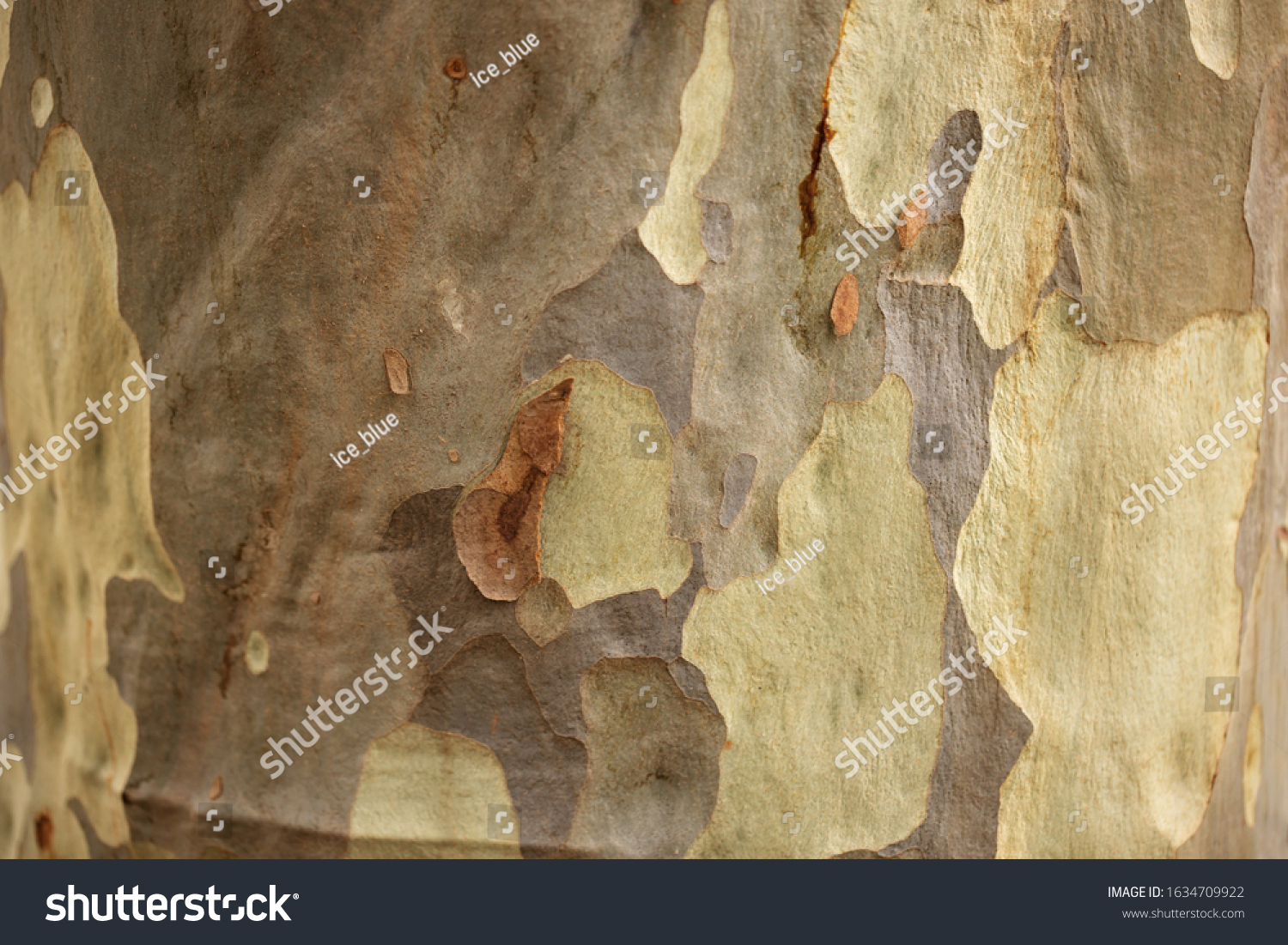 bark of an Australian eucalyptus gum tree #1634709922