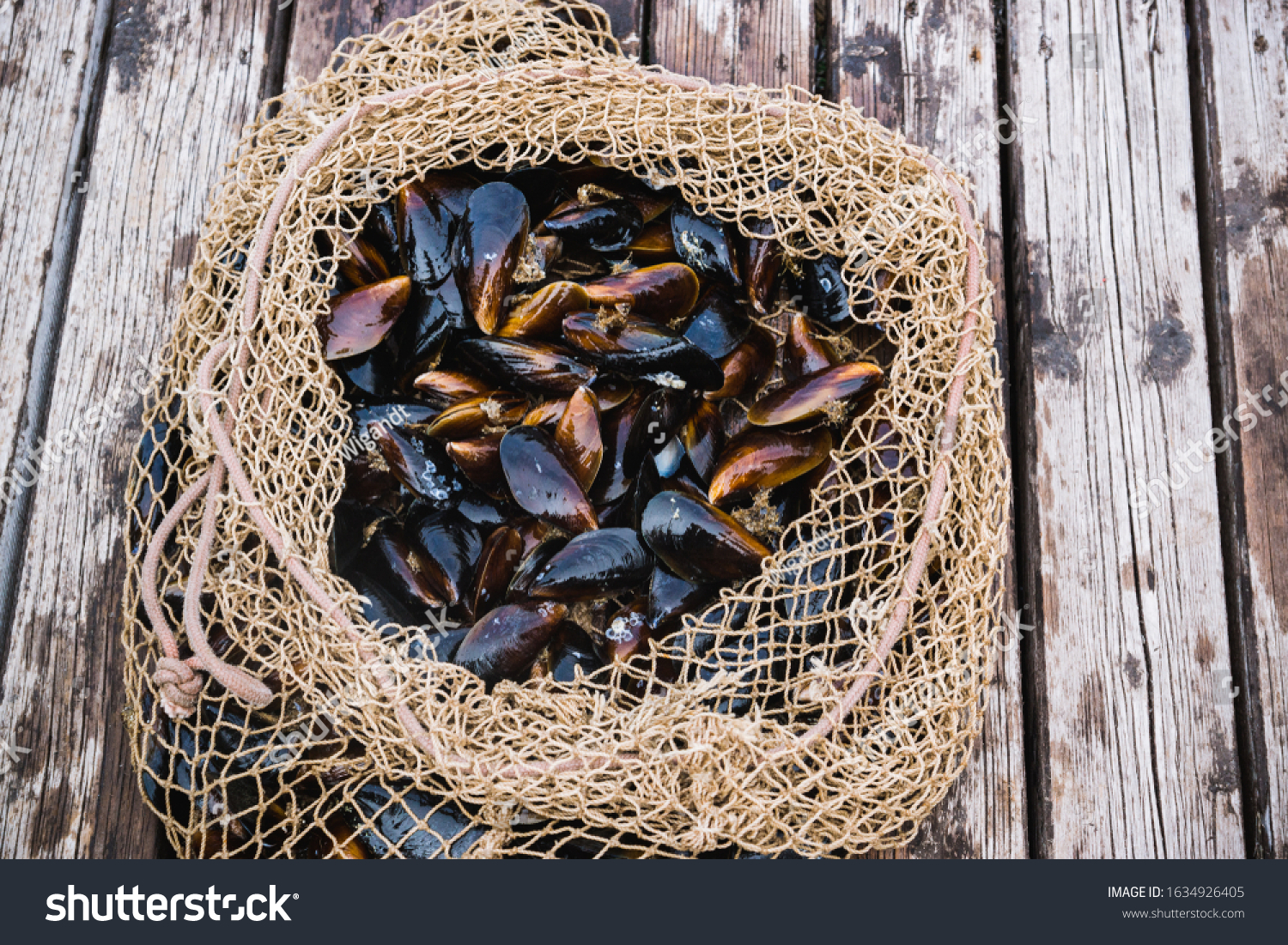 Mussels in shells lie in a fishing net on a pier #1634926405