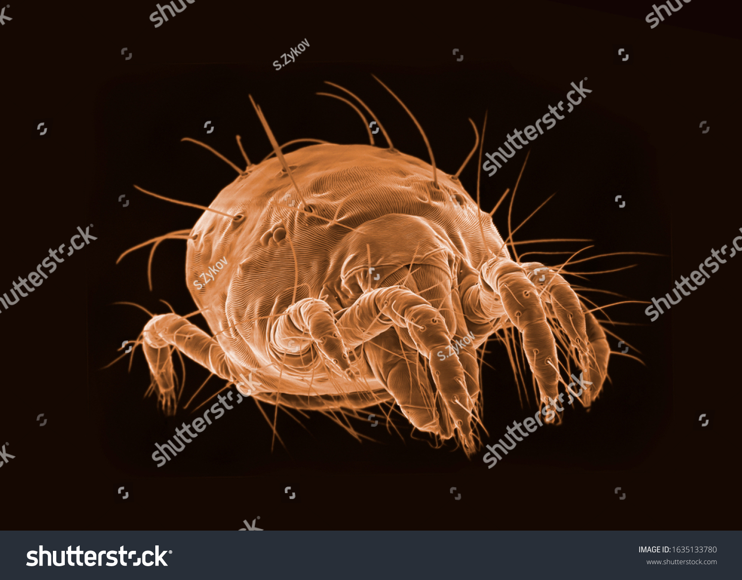SEM micrography of a microscopic tick on black background #1635133780
