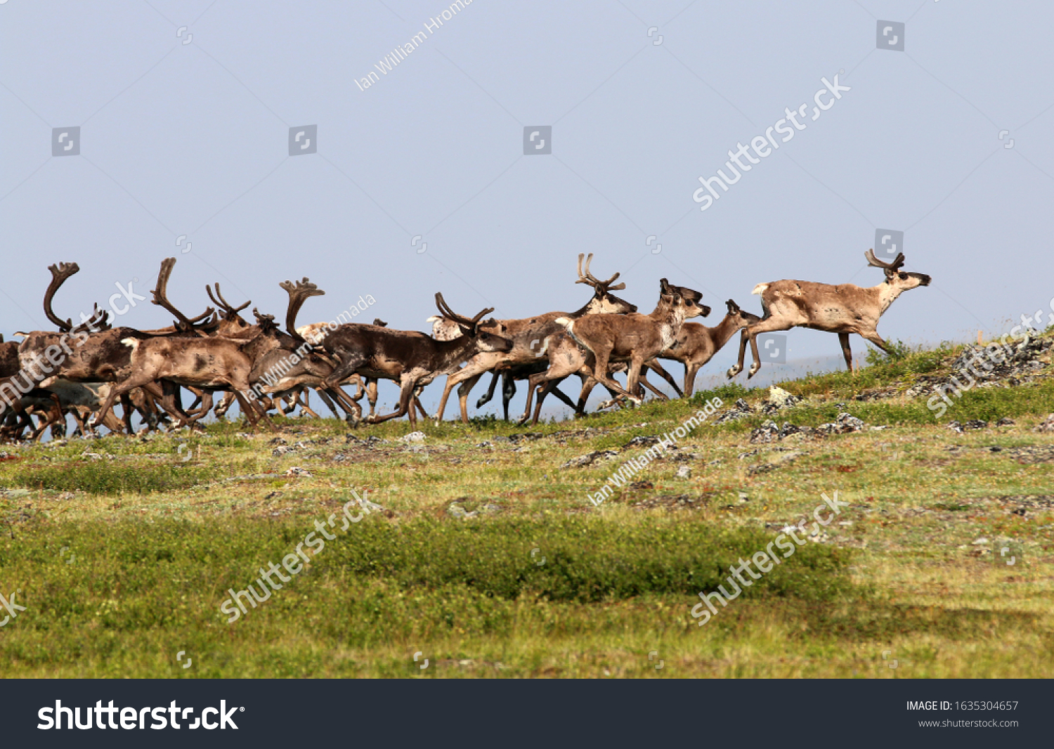 Fortymile Caribou Herd Boundary Alaska #1635304657
