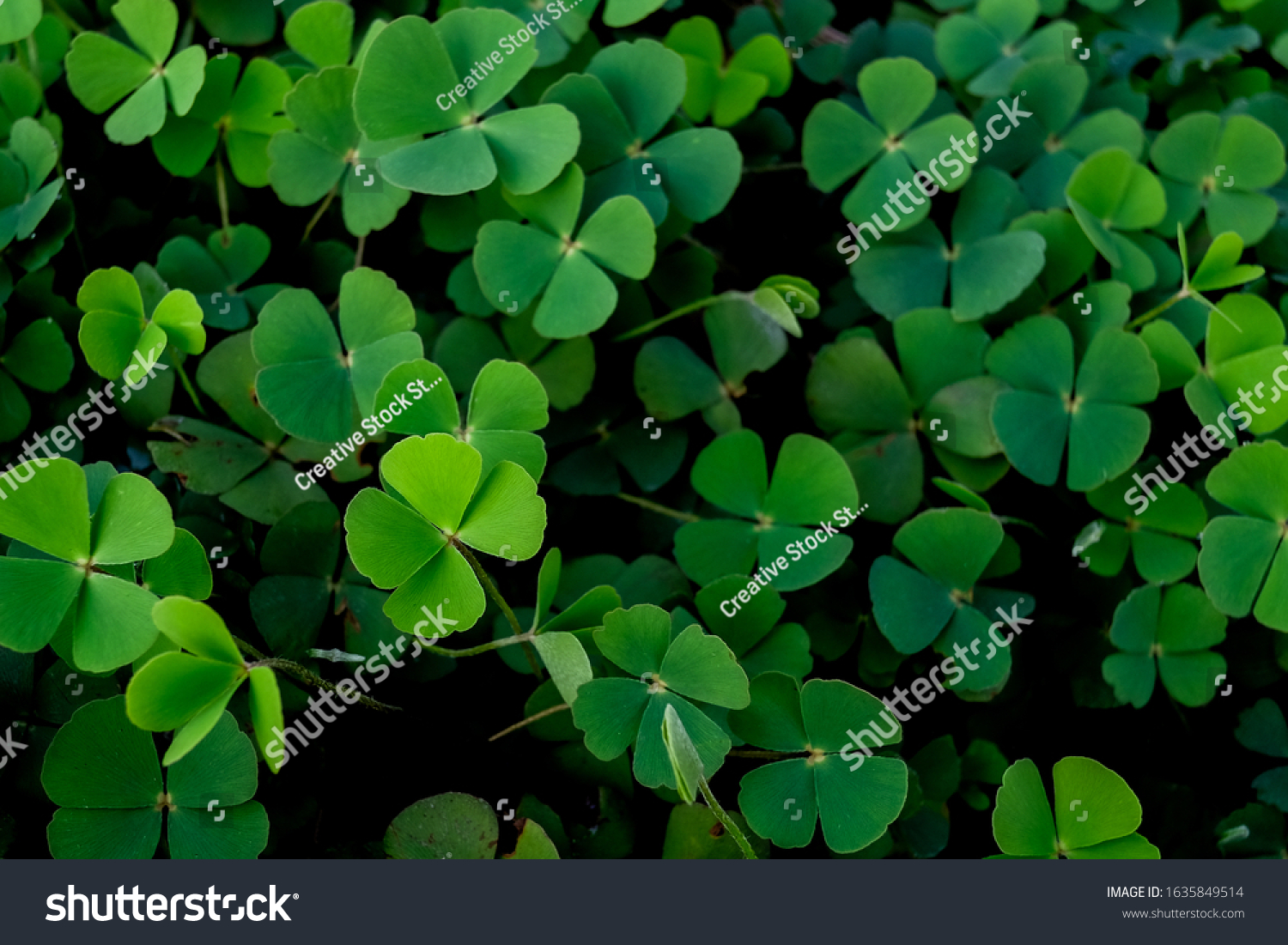 Green clover leaf isolated on white background. with three-leaved shamrocks. St. Patrick's day holiday symbol. #1635849514
