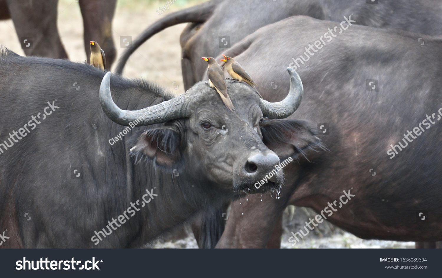 Yellow-billed Oxpeckers & African Buffalo, Buphagus africanus & Syncerus caffer, Birds & Mammals of Botswana #1636089604