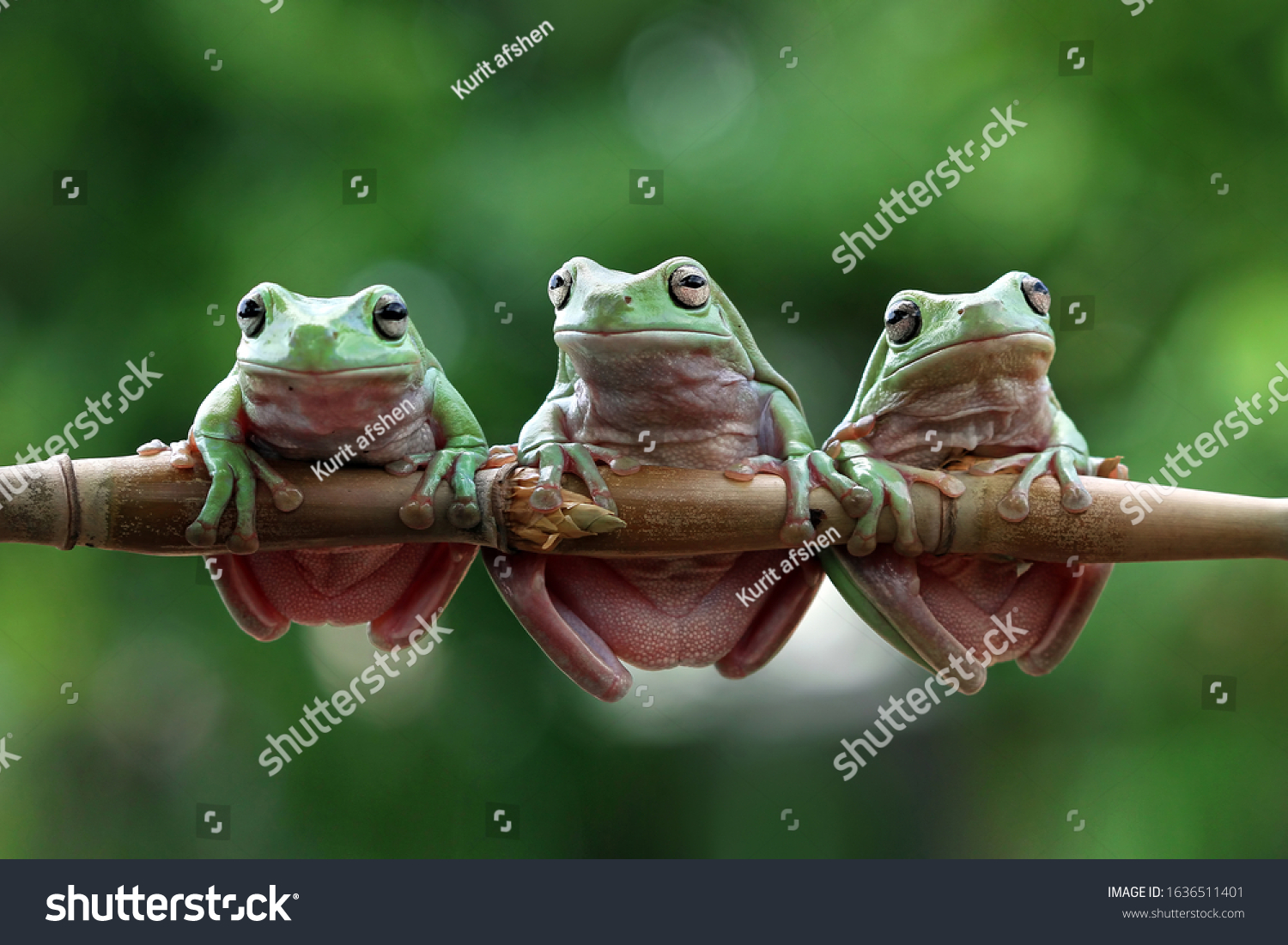 Three Australian white tree frog on leaves, dumpy frog on branch, animal closeup, amphibian closeup #1636511401
