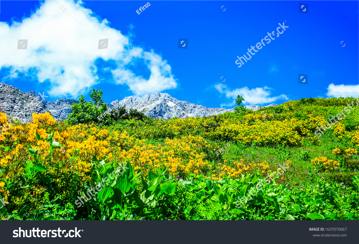 Meadow flower in summer mountains #1637070067