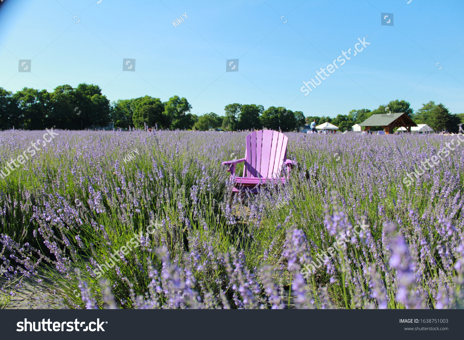 Lavender farm, Lavender by the bay #1638751003