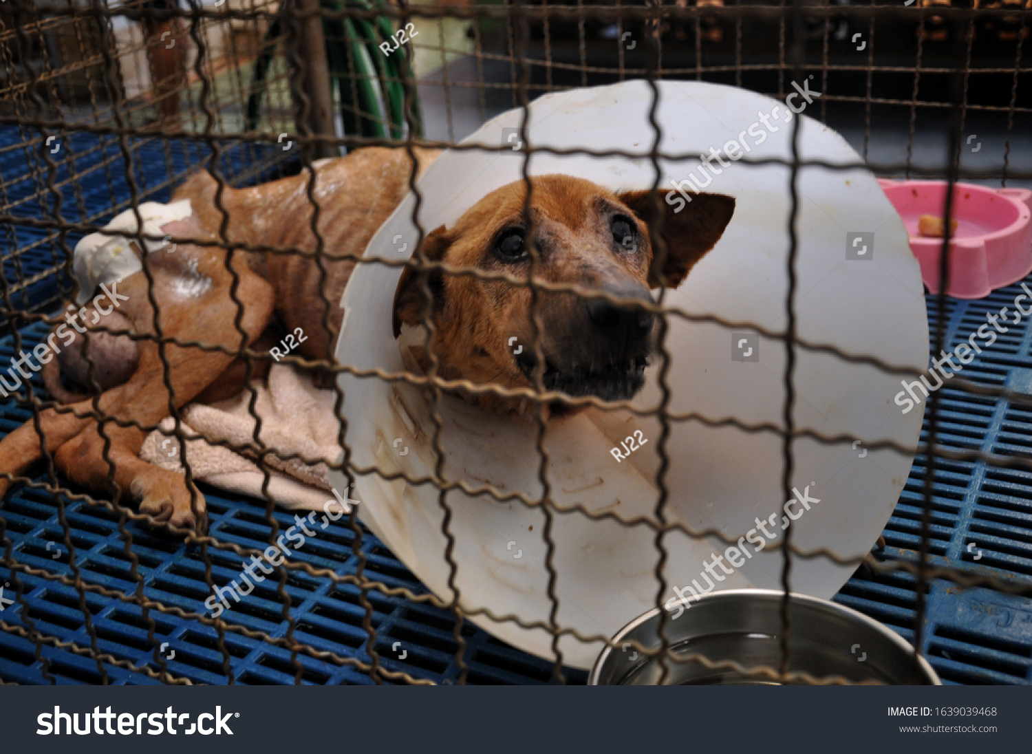Blurred a homeless old dog's face who wearing a protective veterinary collar after a surgical operation inside the cage at animal shelter #1639039468
