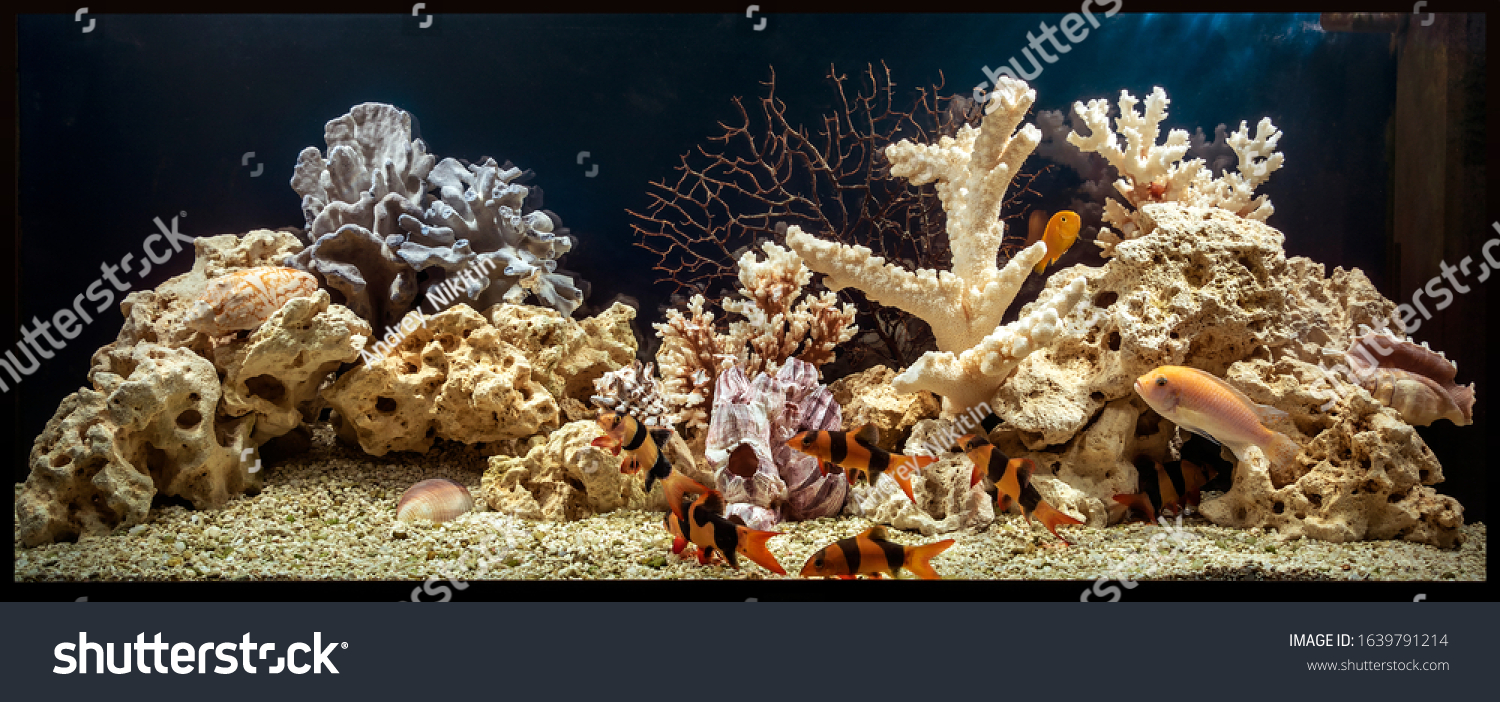 Freshwater aquarium in pseudo-sea style. Aqua scape and aqua design. #1639791214