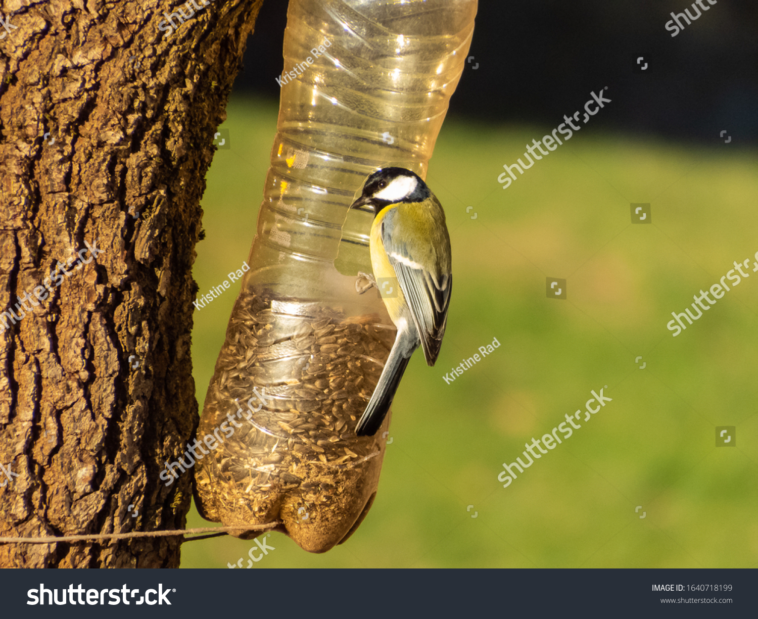 Great tit (Parus major) visiting bird feeder made from reused plastic bottle full with grains in a winter day Bird feeder bottle hanging in the tree. Great tit sitting on the side of the bottle feeder #1640718199