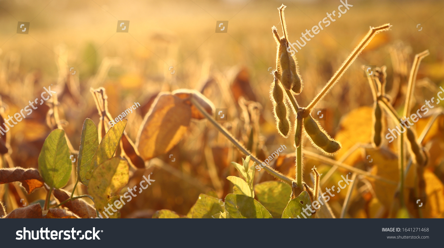 Soybean pods on soybean plantation, on blurred background, closeup. Soybean plant. Soy pods. Soybean field. The concept of a good harvest. Macro. #1641271468