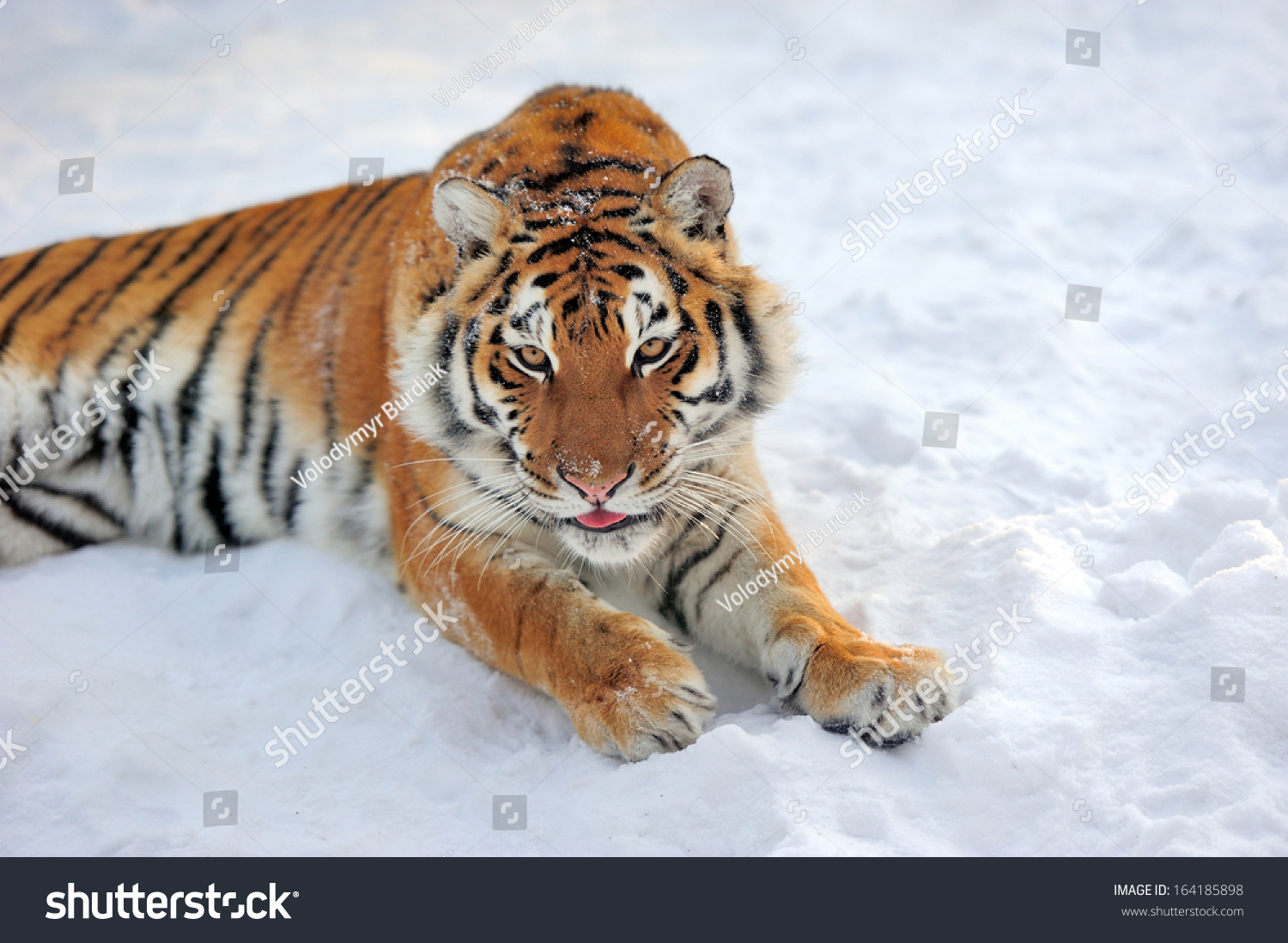 Beautiful wild siberian tiger on snow #164185898