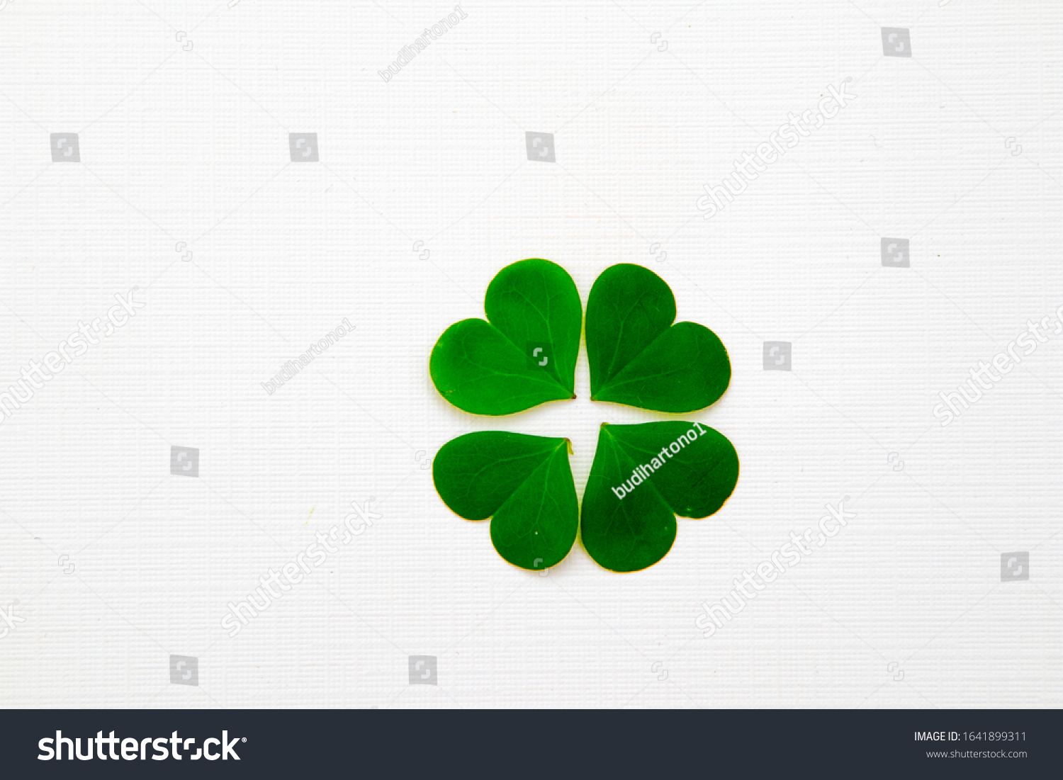 green clover leaf lucky charm is believed bring luck or fortune isolated in white background #1641899311