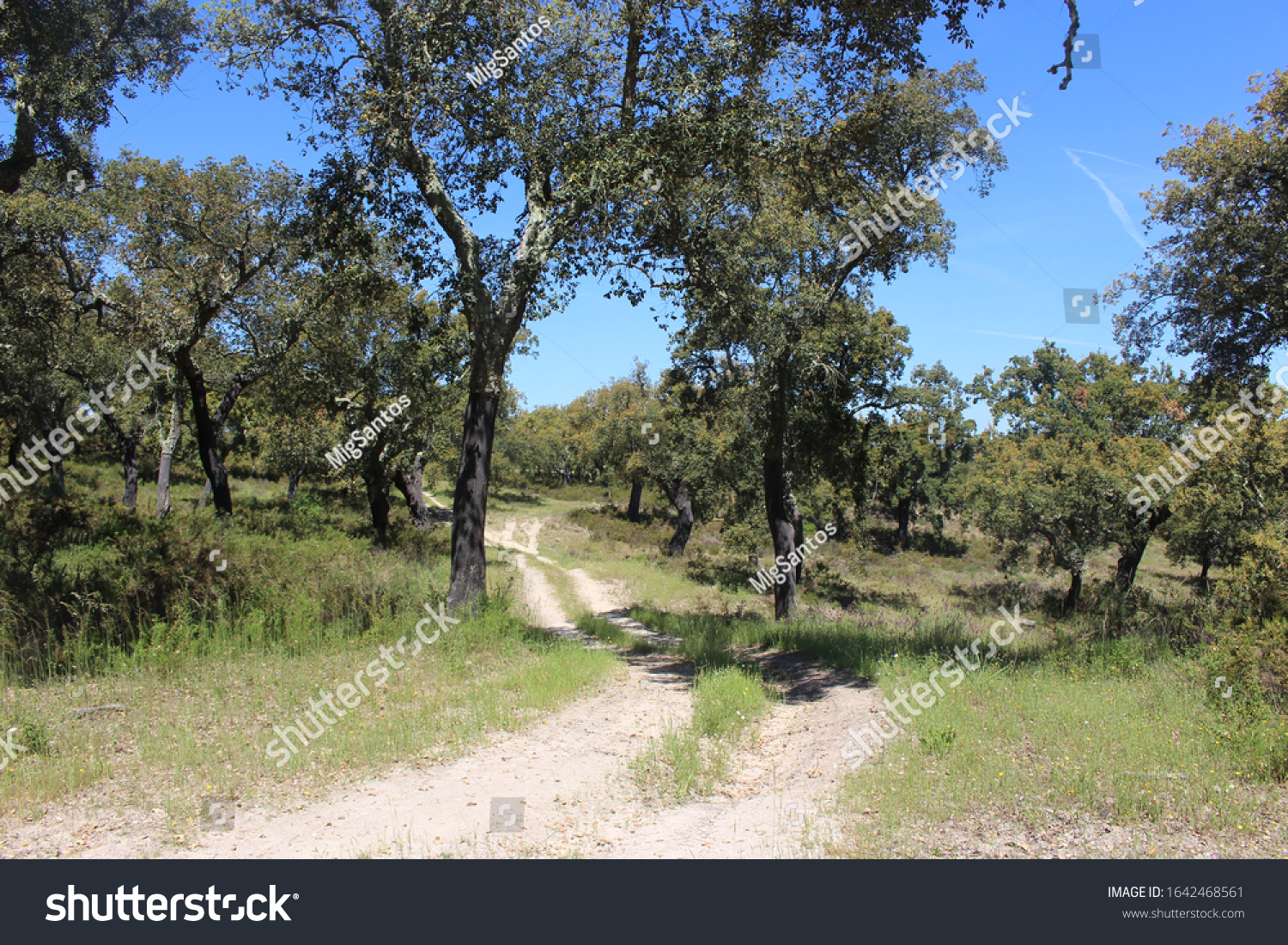 Path between Cork oak trees near Avis, Portugal #1642468561