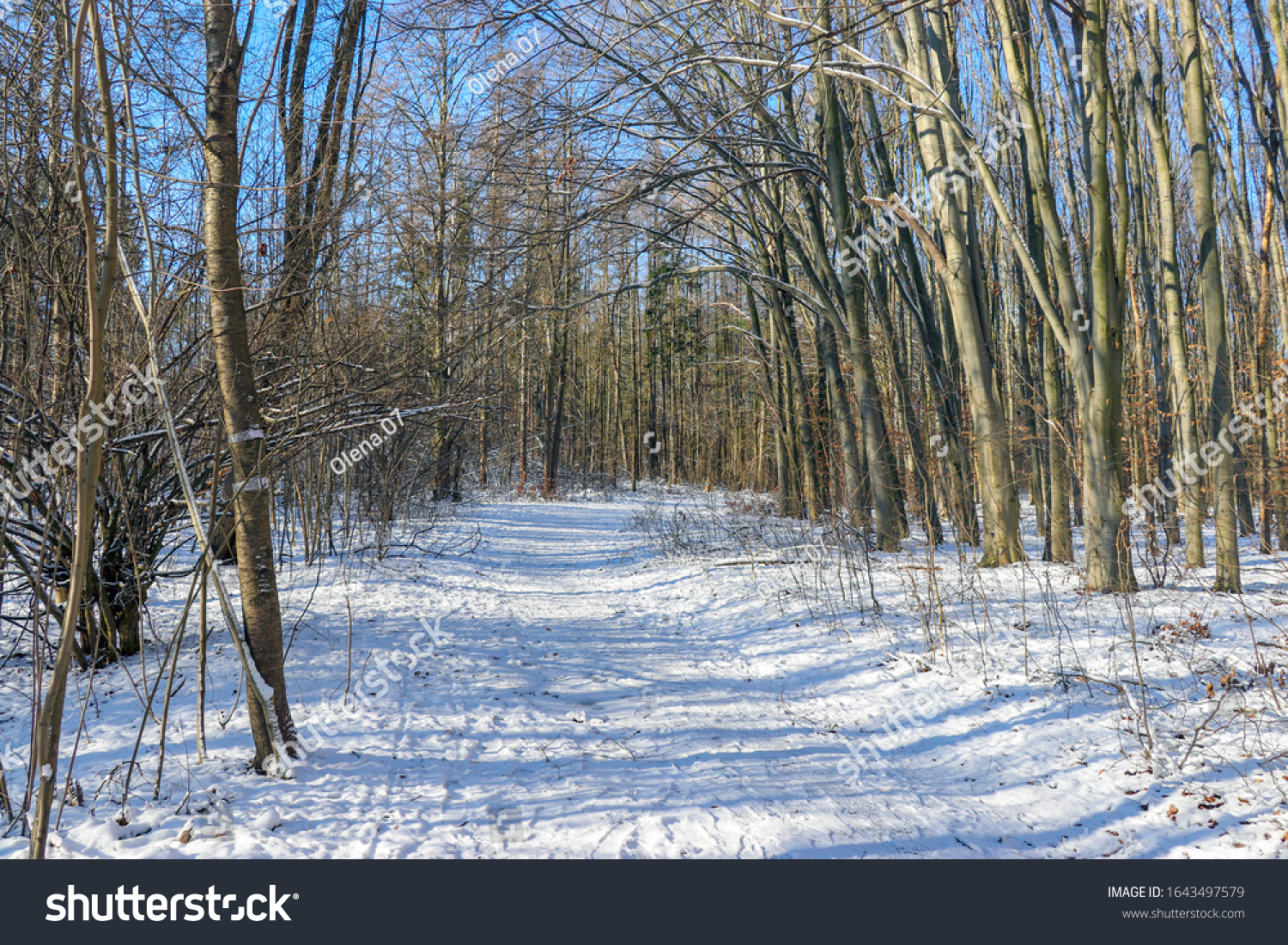 Winter forest and the road. Sleeping nature. Landscape. #1643497579