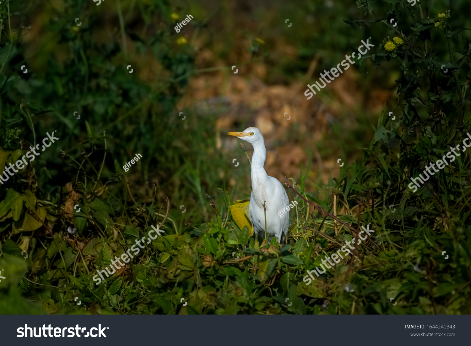 Great egret or common egret, Ardea alba, bird of the Ardeidae family, #1644240343