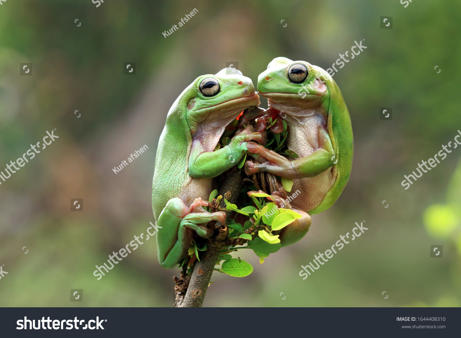 Australian white tree frog on leaves, dumpy frog on branch, animal closeup, amphibian closeup #1644408310