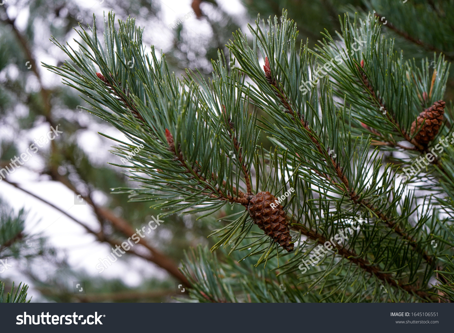 Pine cones in a pine tree #1645106551
