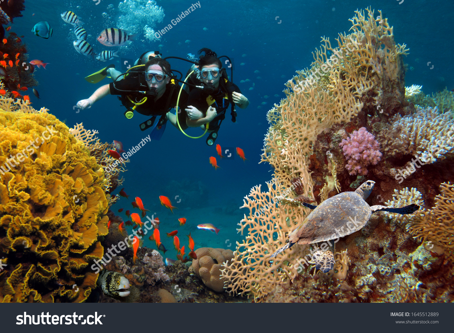 The loving couple dives among corals and fishes in the ocean #1645512889