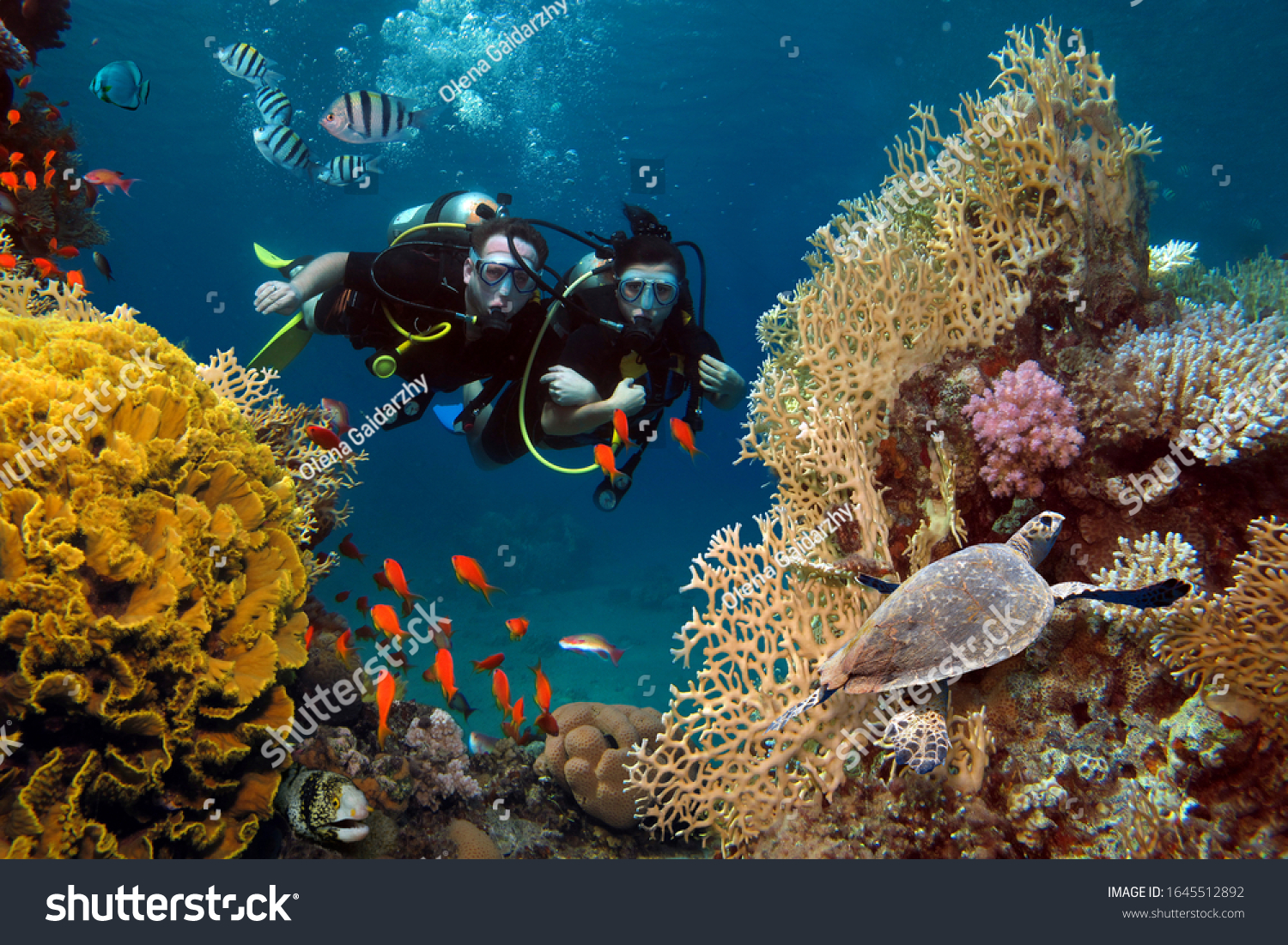 The loving couple dives among corals and fishes in the ocean #1645512892