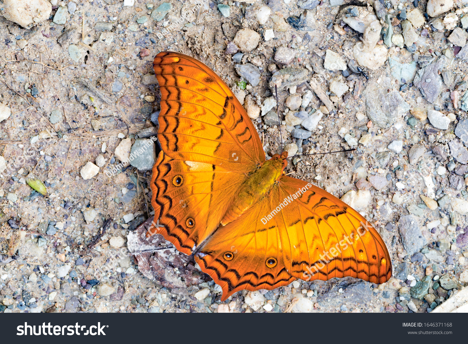 Vindula erota, the common cruiser, is a species of nymphalid butterfly found in forested areas of tropical South Asia and Southeast Asia. #1646371168