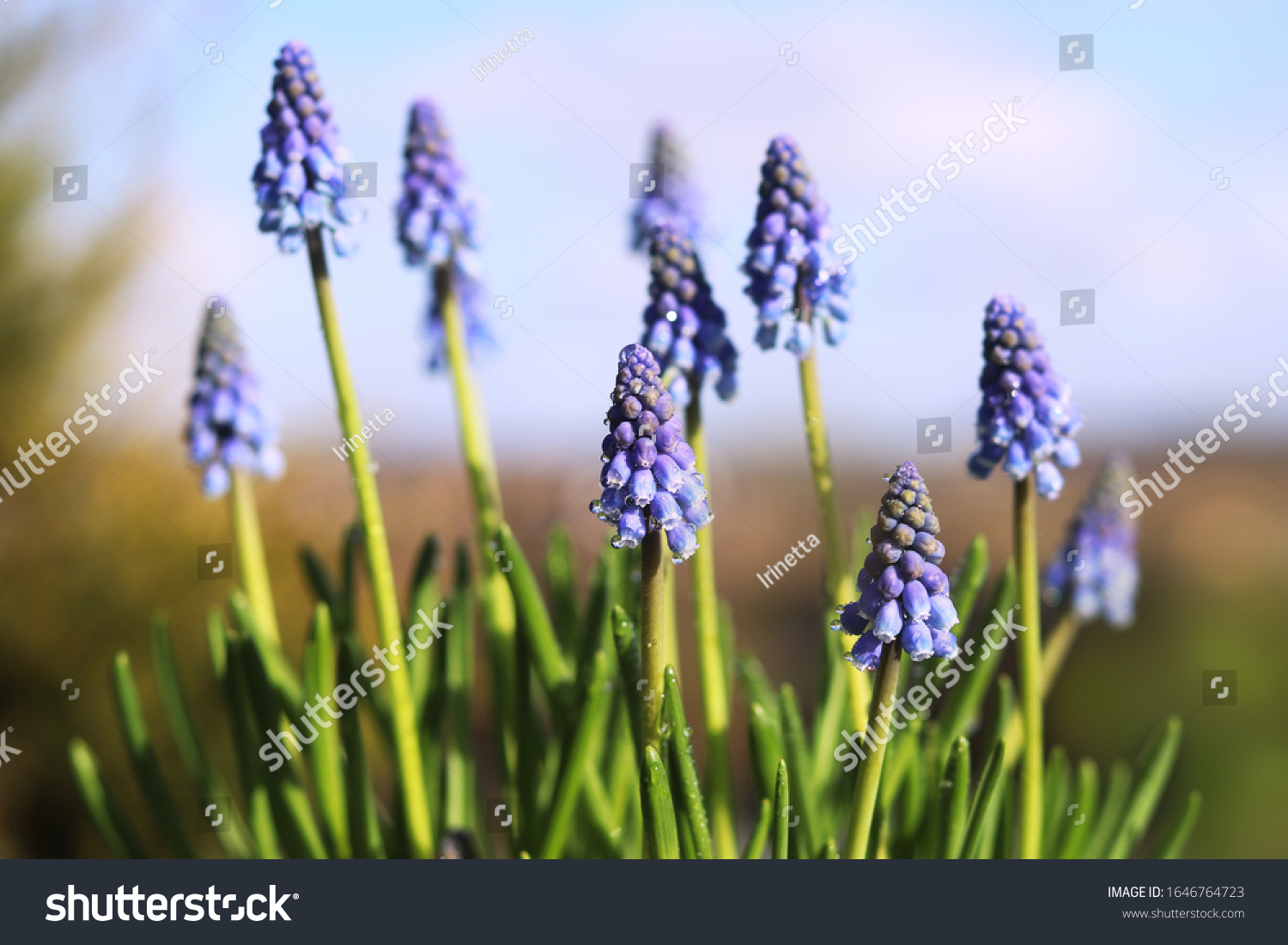 Muscari spring flowers on a background of a spring landscape. Spring sunny day. Close-up. #1646764723