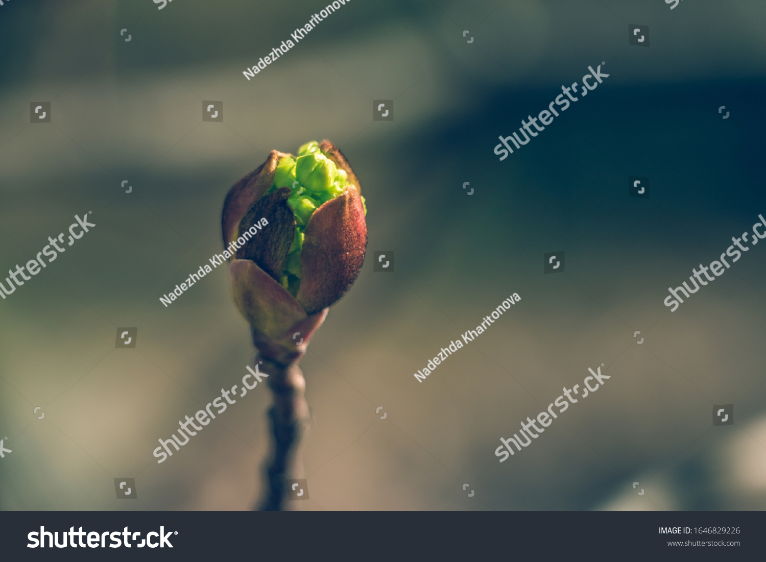 Tree buds in spring. Young large buds on branches against blurred background under the bright sun. Beautiful Fresh spring Natural background. Sunny day. View close up. One single bud for spring theme. #1646829226