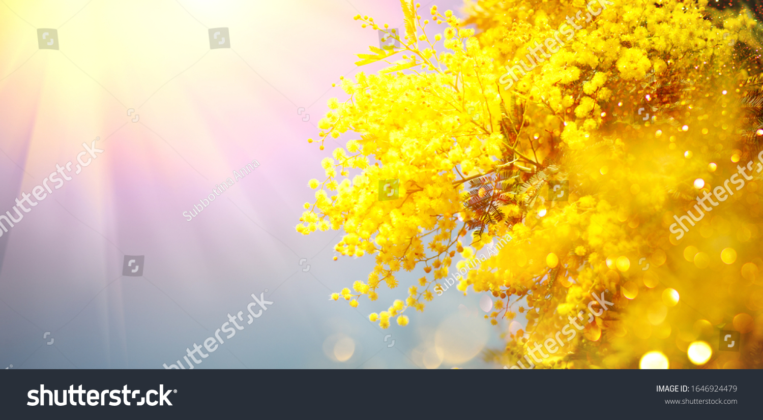 Mimosa Spring Flowers Easter background. Holiday backdrop, border art design. Blooming mimosa tree over blue sky, bright sun flare. Mother's Day. Garden, gardening. Spring holiday blossom