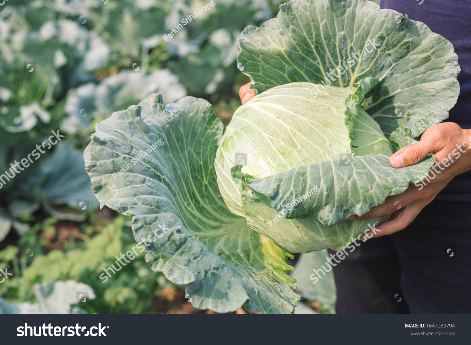 harvesting cabbage. in the hands of green cabbage. Fresh cabbage from farm field. View of green cabbages plants. Vegetarian food concept.Fresh green cabbage maturing heads growing in vegetable farm. #1647083794