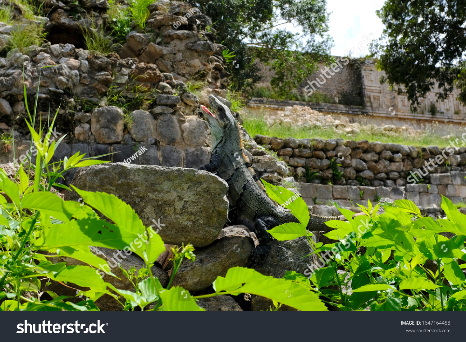 Wild Iguana is climbing and sunbathing on the rock. Iguana is a herbivorous lizards that are native to tropical areas of Mexico, Central America, South America, and the Caribbean. #1647164458