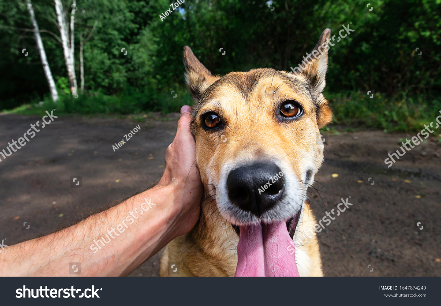 Front view at happy faithful dog with tongue out standing on dirty pass and looking at camera while crop owner caring and stroking pet #1647874249