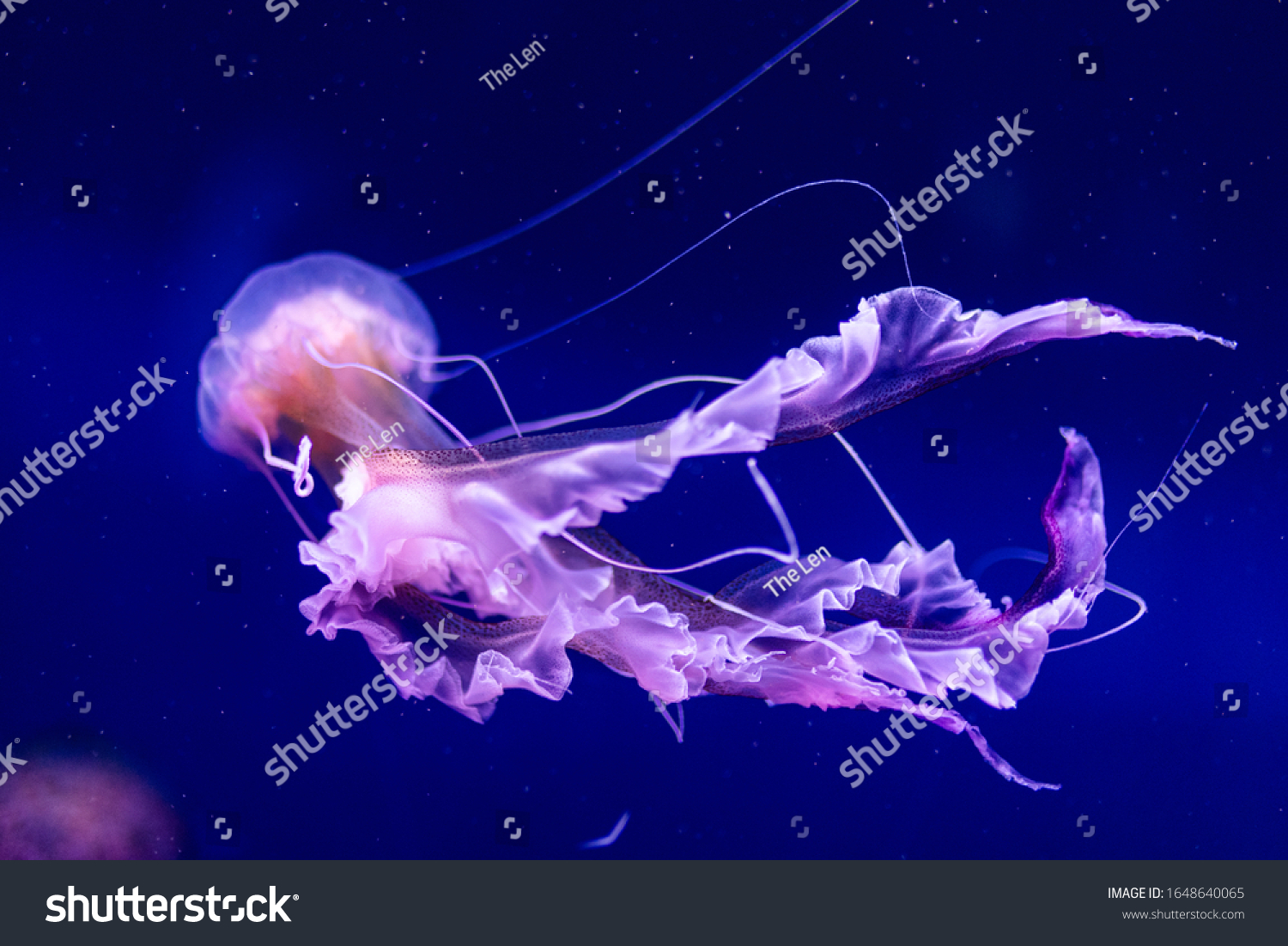 Beautiful jellyfish, medusa in the neon light with the fishes. Aquarium with blue jellyfish and lots of fish. Making an aquarium with corrals and ocean wildlife. Underwater life in ocean jellyfish. #1648640065