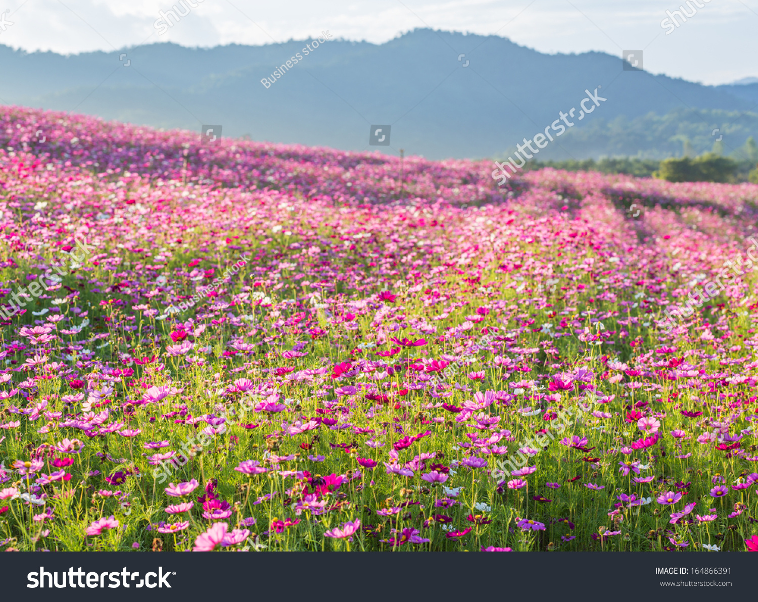 Pink cosmos flower fields with mountain background. Spring blossom nature #164866391