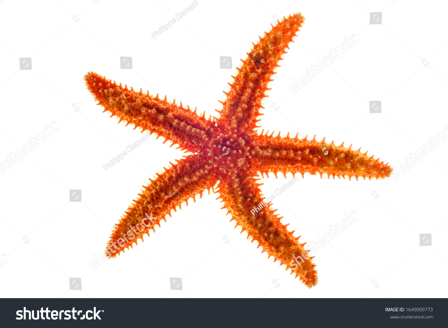 Dried common starfish / sea star (Asterias rubens) on white background #1649009773