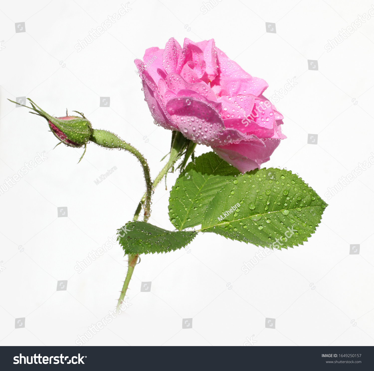 Damask rose petals for rose tea on white background (Rosa damascena) #1649250157