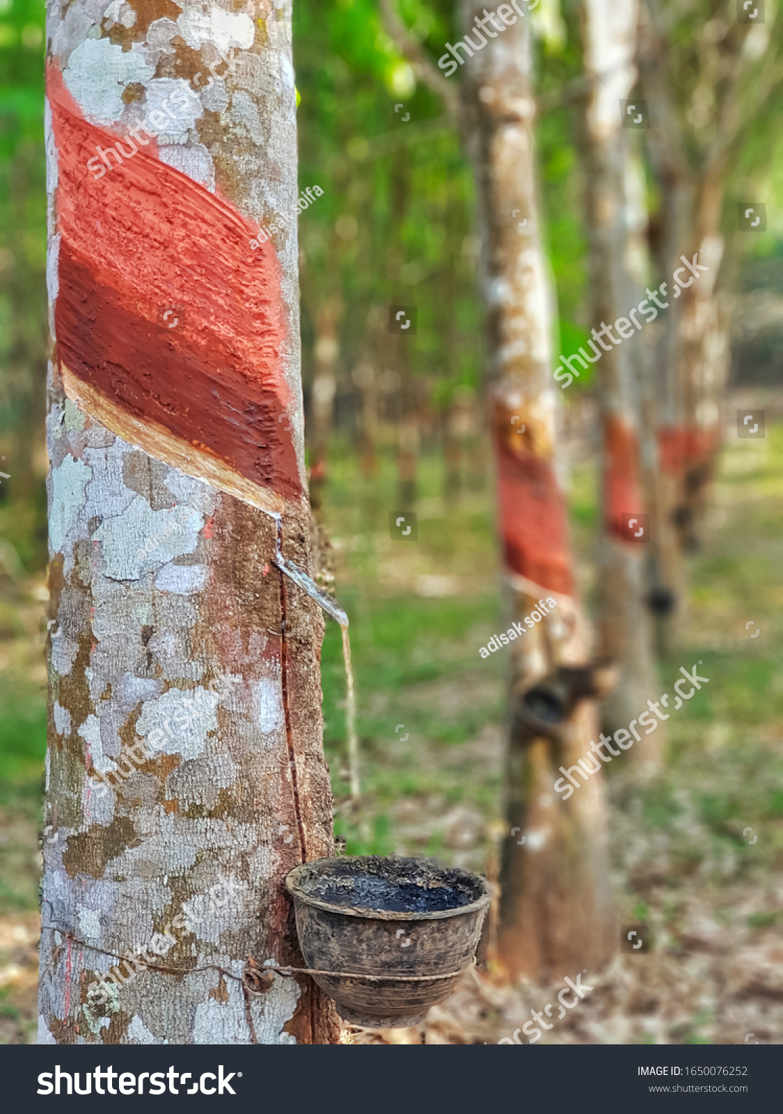 Rubber trees, with rubber tapping. #1650076252
