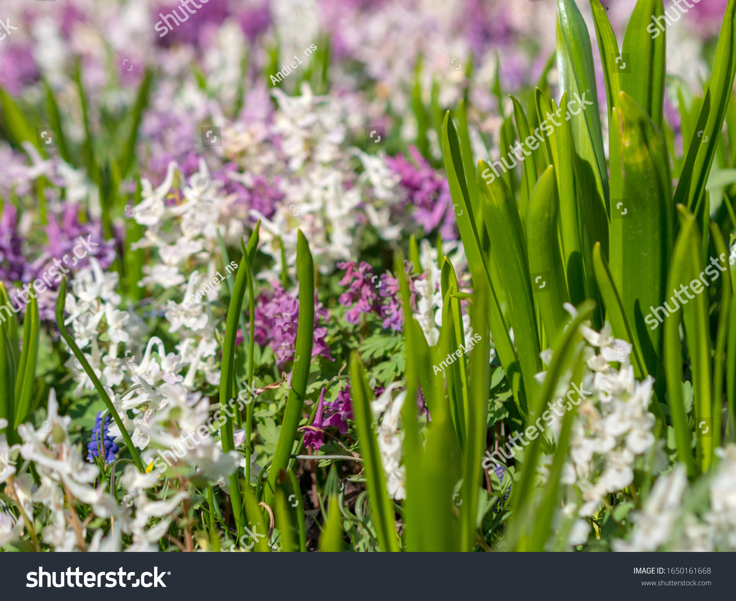 Multi-colored spring wildflowers. Spring flowering. spring background. #1650161668