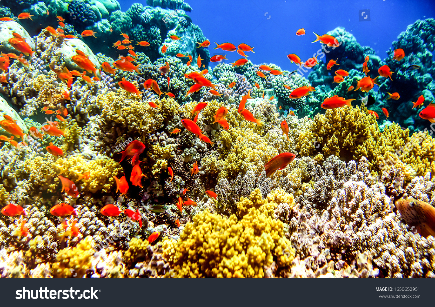 Red fish shoal underwater scene #1650652951