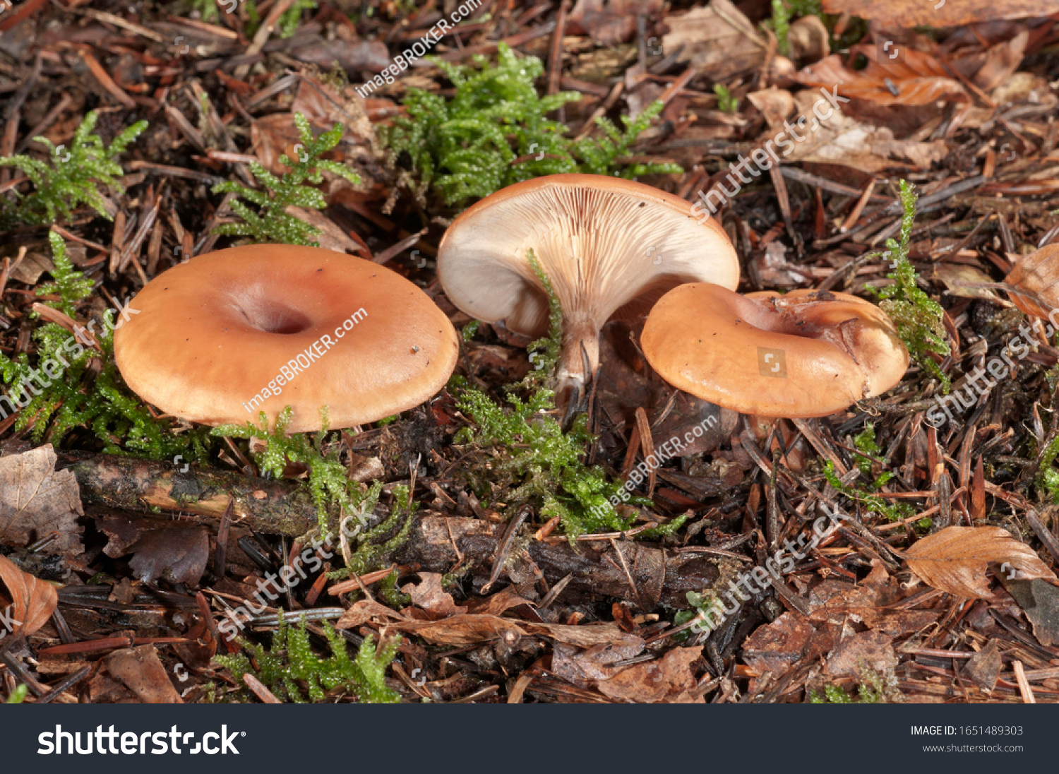 Wild mushroom (Lepista inversa), Untergroeningen, Baden-Wuerttemberg, Germany, Europe #1651489303