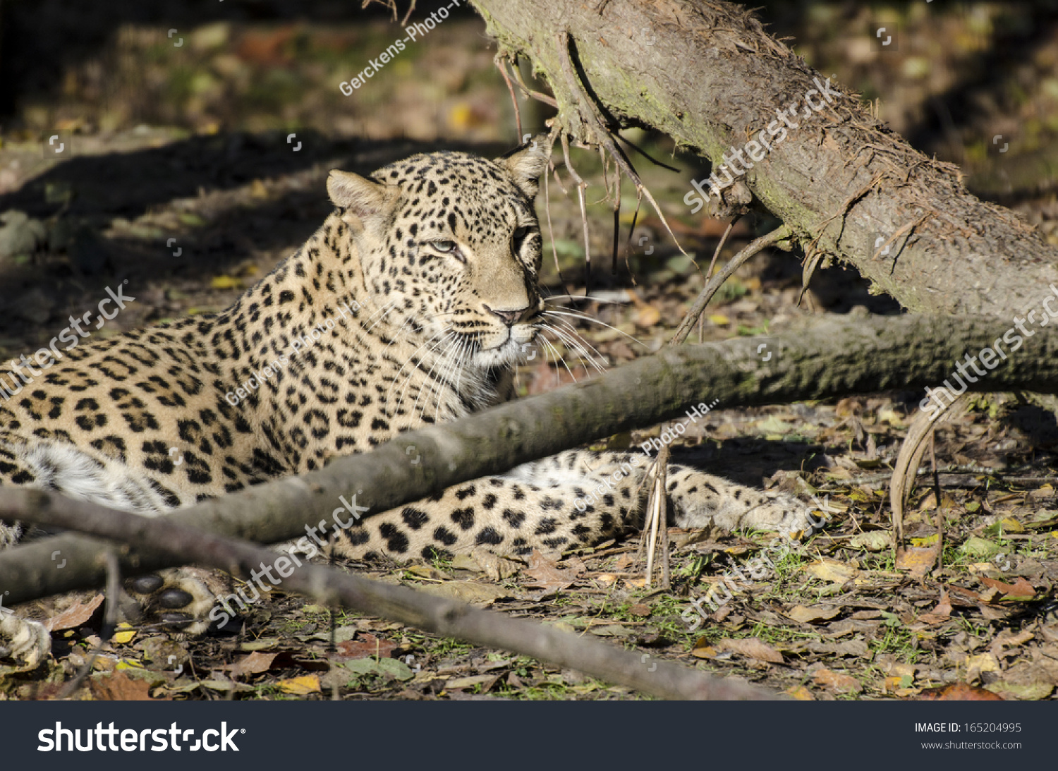 Persian Leopards #165204995