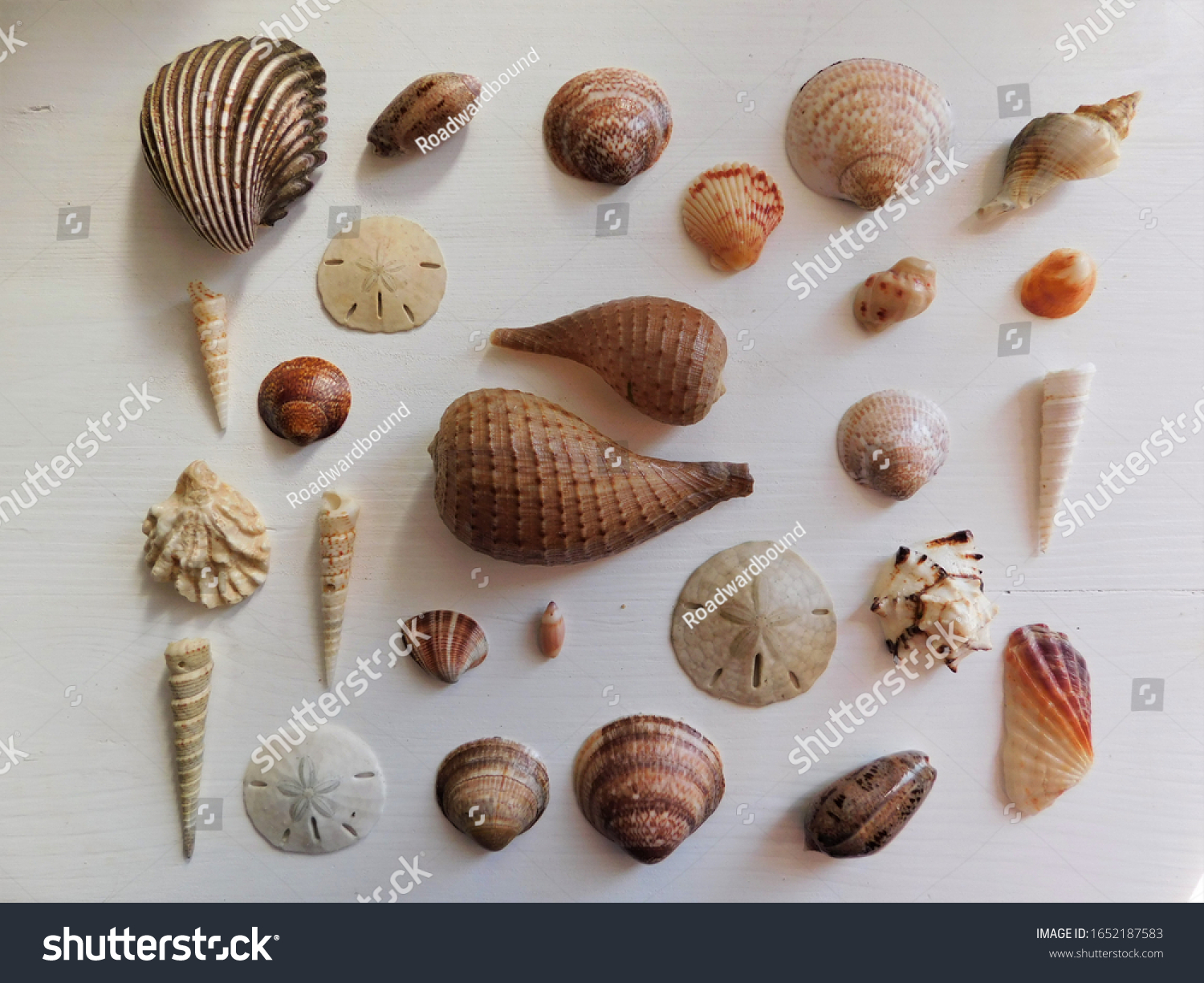 Sea Shells. Sand Dollar. Fig shells. Tower shells. clam shell. Olive shell. Shell decor #1652187583