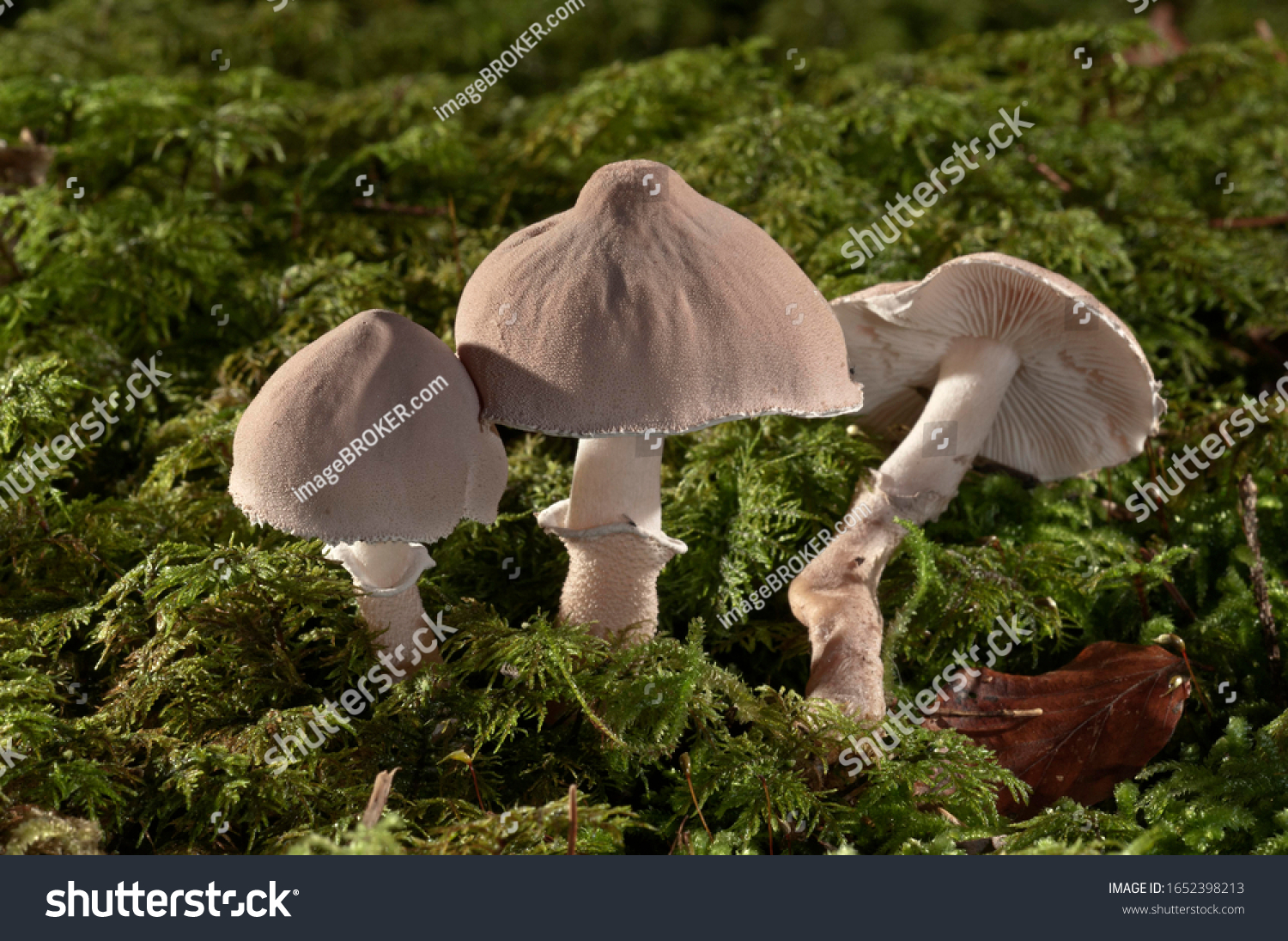 Pearly powdercap (Cystoderma carcharias), Untergroeningen, Baden-Wuerttemberg, Germany, Europe #1652398213