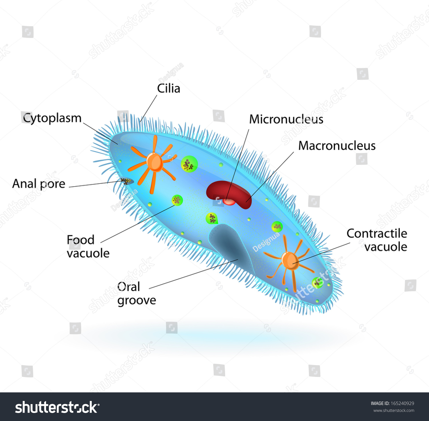 Structure Of A Paramecium Caudatum Royalty Free Stock Photo 165240929 Avopix Com