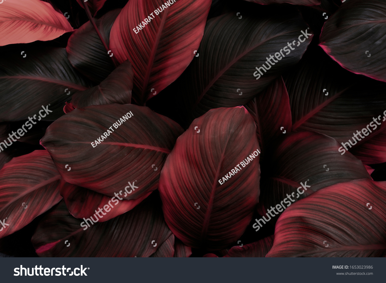 leaves of Spathiphyllum cannifolium, abstract red texture, nature background, tropical leaf #1653023986