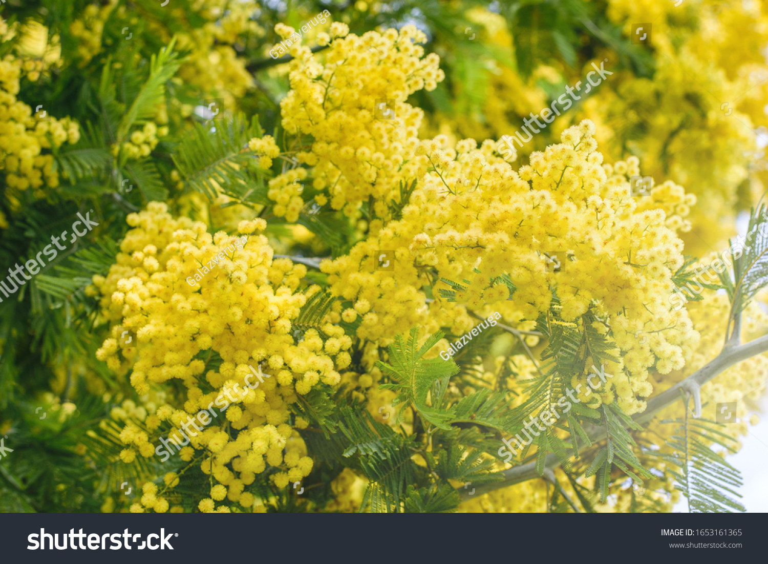 Mimosa tree with bunches of fluffy tender flowers of it. Background of yellow mimosa tree. Concept of holidays and mimosa flower decoration.  #1653161365