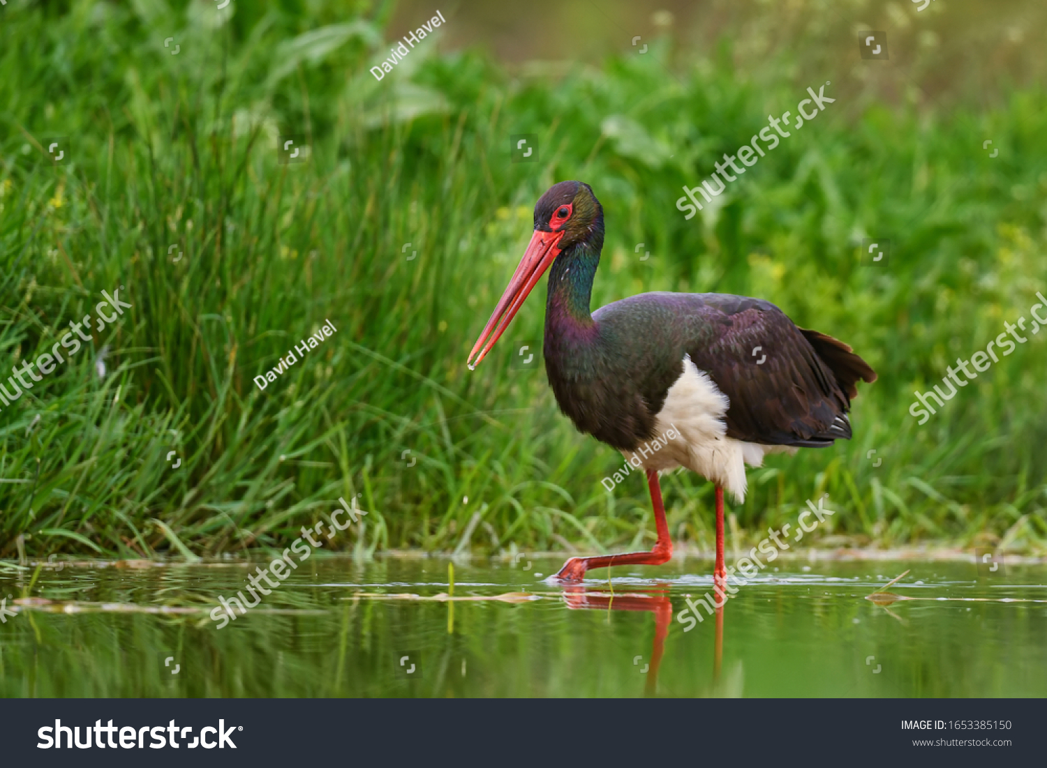 Black Stork - Ciconia nigra, beautiful iconic water bird from European fresh waters, Hortobagy, Hungary. #1653385150