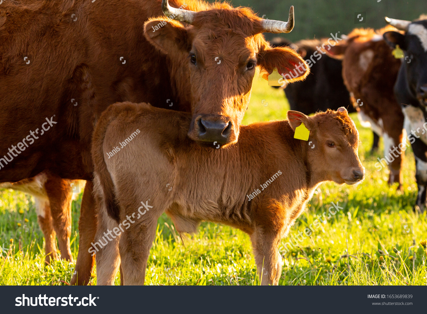 A herd of cows and a calf on a farm meadow during a summer day. #1653689839