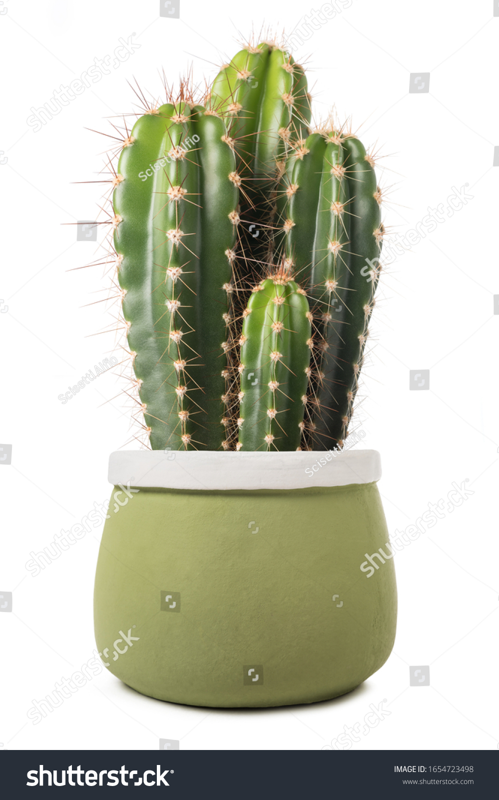  cactus in a vase isolated on white background  #1654723498