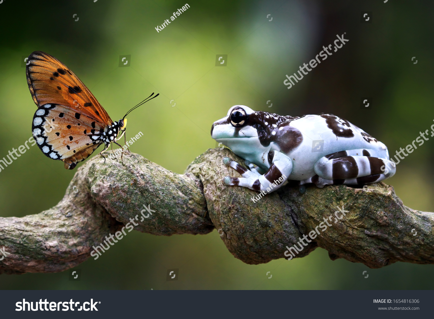 Amazon milk frog on branch, two amazon milk frog, panda tree frog, closeup tree frog #1654816306
