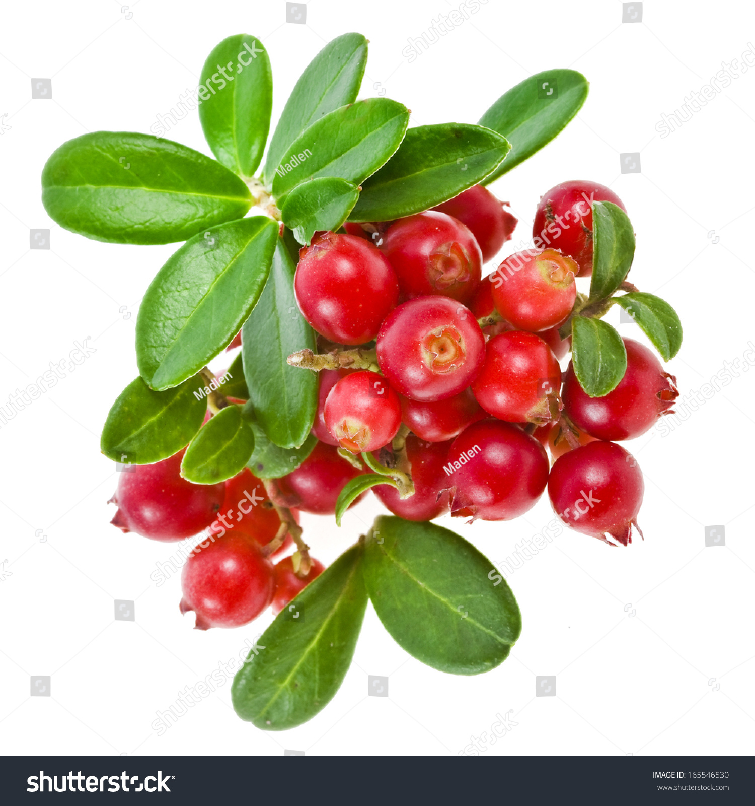 Cowberry Lingonberry (Vaccinium vitis-idaea) isolated on white background  #165546530